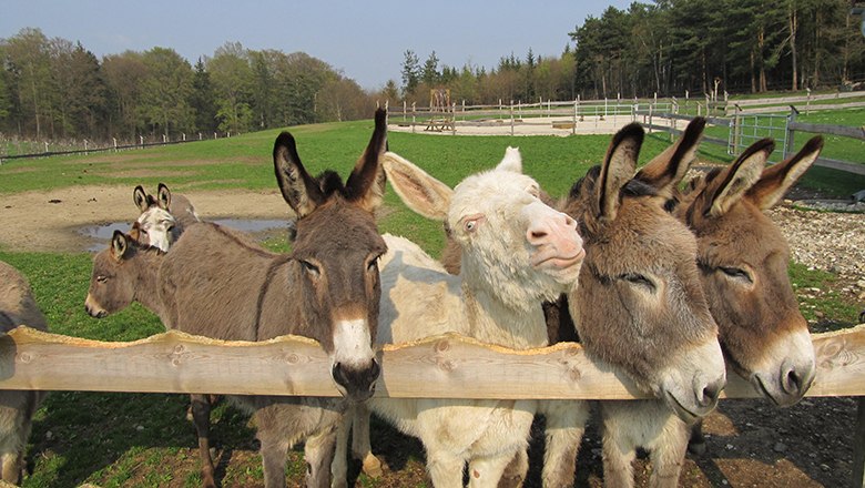 Esel schauen über Holzzaun