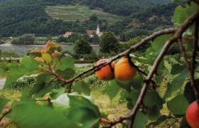 Marillenbaum mit reifen Marillen, im Hintergrund die Donau