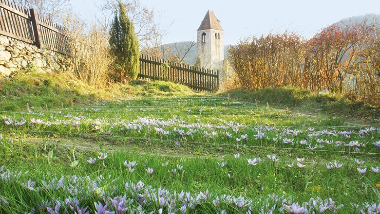 A saffron field in the Wachau with blooming crocuses and a church tower in the background.