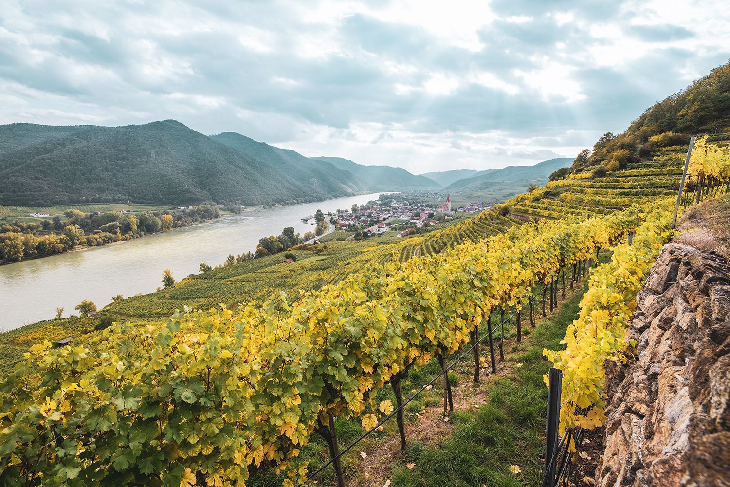 Blick auf Weißenkirchen in der Wachau mit Weinbergen und der Donau im Hintergrund.