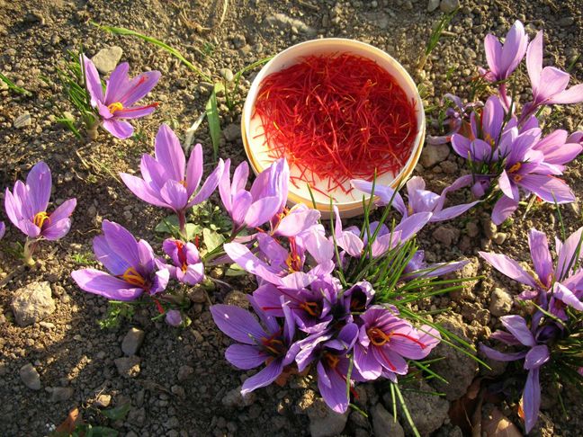 Safranblüten und gesammelte Safranfäden in einer Schale auf dem Boden.