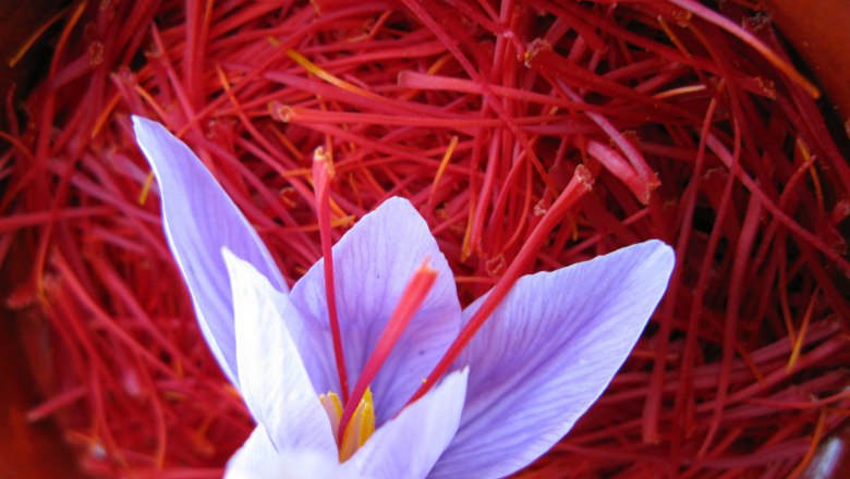 Květ &scaron;afr&aacute;nu, &copy; Wachauer Safran/Bernhard Kaar