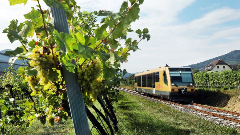 Weinfrühling(c)NÖVOG_weinfranz, © NÖVOG/weinfranz
