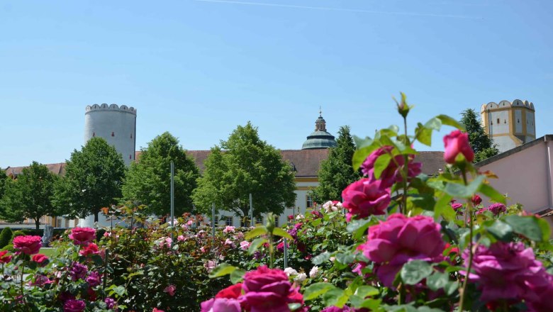 Rosenblüten im Vordergrund mit historischen Gebäuden und Türmen im Hintergrund.