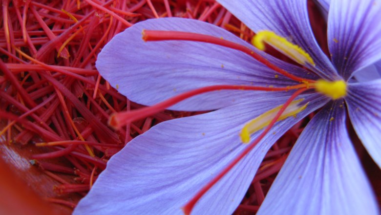 Květ &scaron;afr&aacute;nu, &copy; Wachauer Safran/Bernhard Kaar