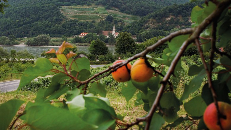 Marillenbaum mit reifen Marillen, im Hintergrund die Donau