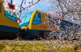 Goldener Triebwagen neben bl&uuml;hendem Mariellenbaum